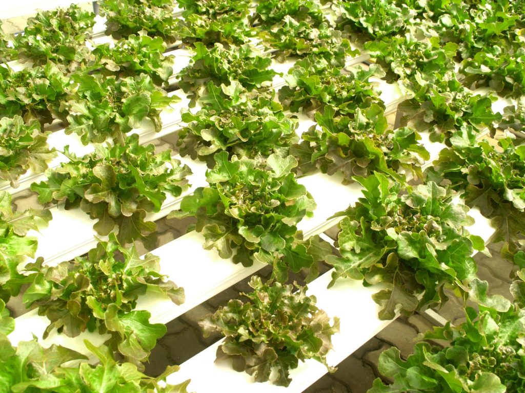 Best Dropshipping Suppliers of Garden Products