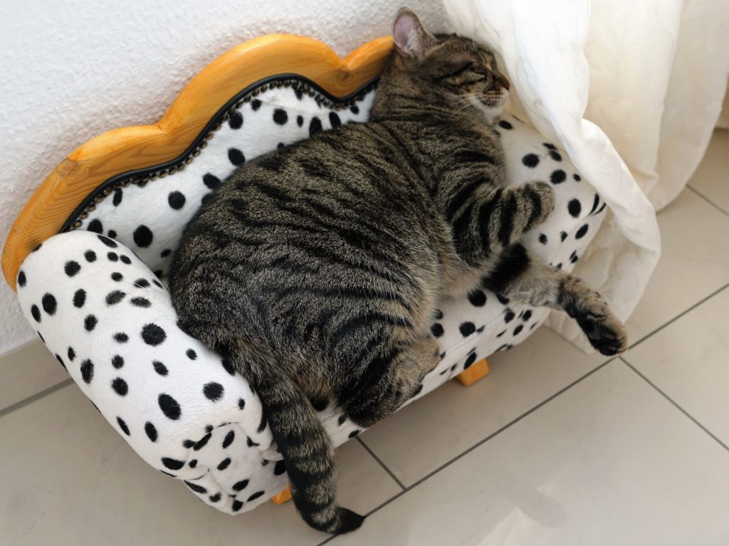 Dropshipping Suppliers of Pet Supplies