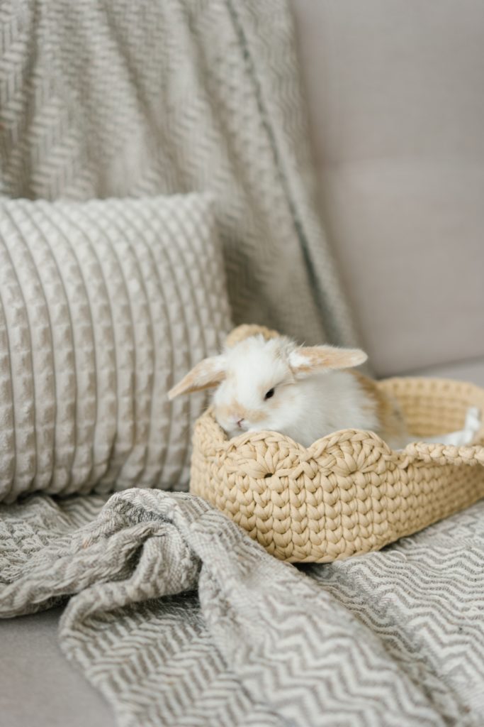 Top Dropshippers for Pet Products